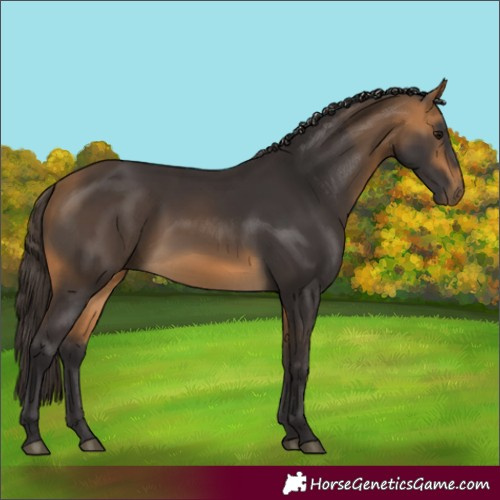 Horse Color:Buckskin 