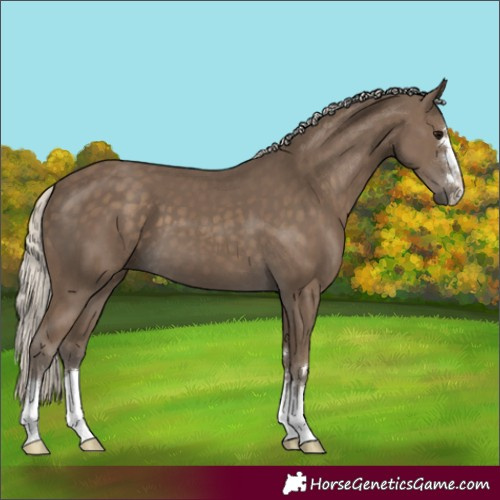 Horse Color:Silver Smoky Black 