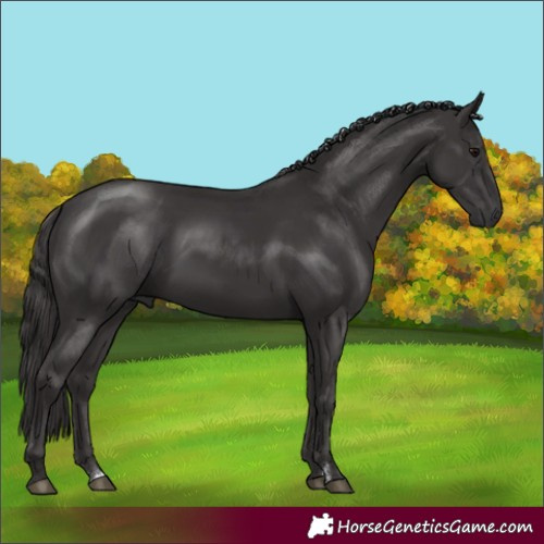 Horse Color:Smoky Black 