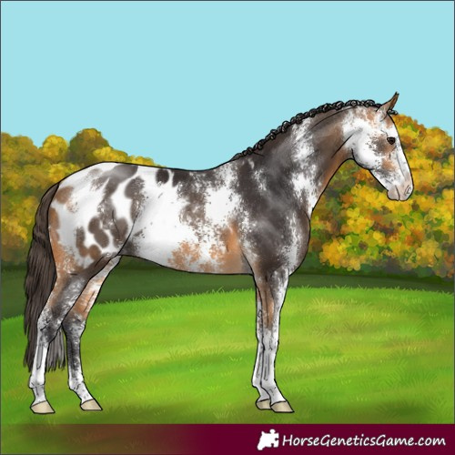Horse Color:Buckskin Sabino Appaloosa 