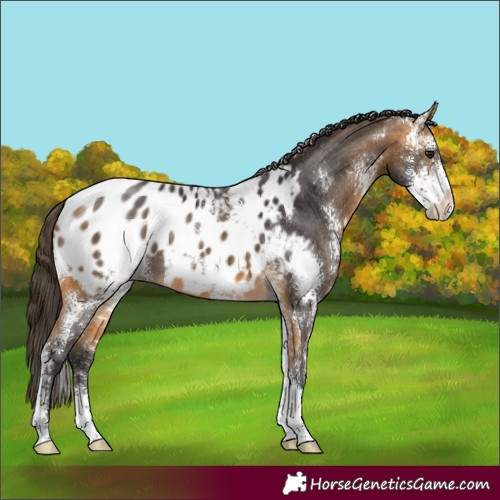 Horse Color:Buckskin Sabino Appaloosa 