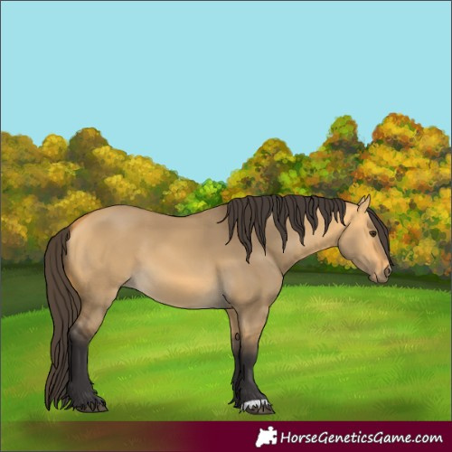Horse Color:Buckskin Dun 