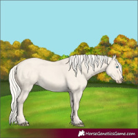 Horse Color:Cremello Dun 