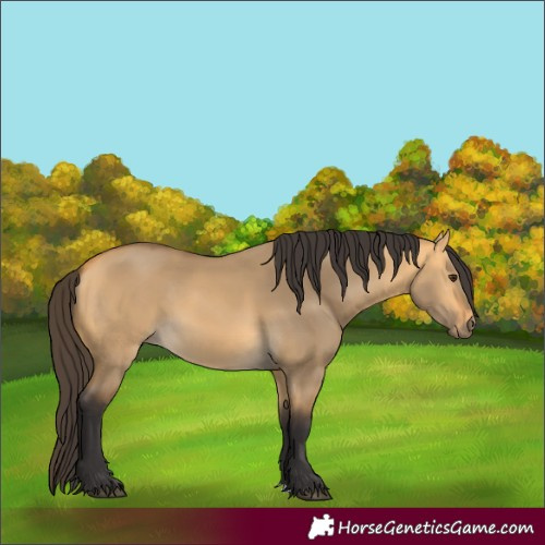 Horse Color:Buckskin Dun 
