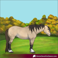 Horse Color:Buckskin Dun