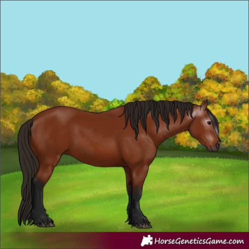 Horse Color:Gray Bay