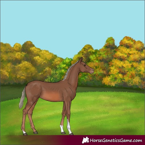 Horse Color:Chestnut Mushroom Tobiano Varnish
