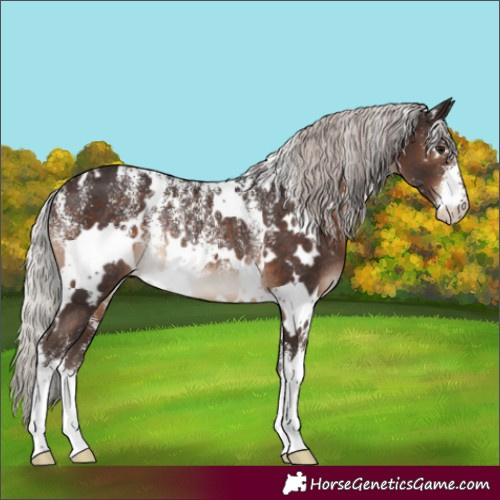 Horse Color:Powder White White Spotted Silver Brown Rabicano 