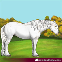 Horse Color:Silver Bay Roan Pearl Dun Sabino Frame Appaloosa 