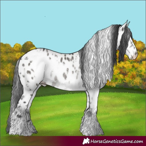 Horse Color:White Spotted Grullo Appaloosa Rabicano Brindle 