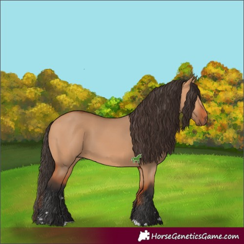 Horse Color:Bay Dun 