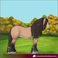 Horse Color:Bay Dun