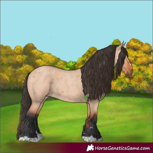 Horse Color:Bay Roan Dun