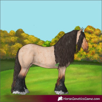 Horse Color:Bay Roan Dun 