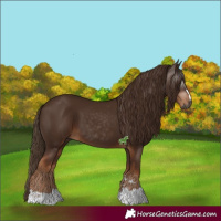Horse Color:Gray Chestnut