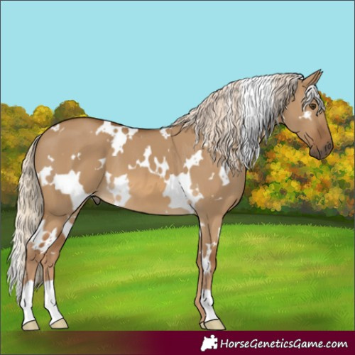 Horse Color:White Spotted Chocolate Palomino Dun