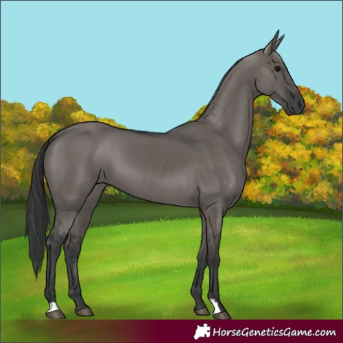 Horse Color:Grullo 