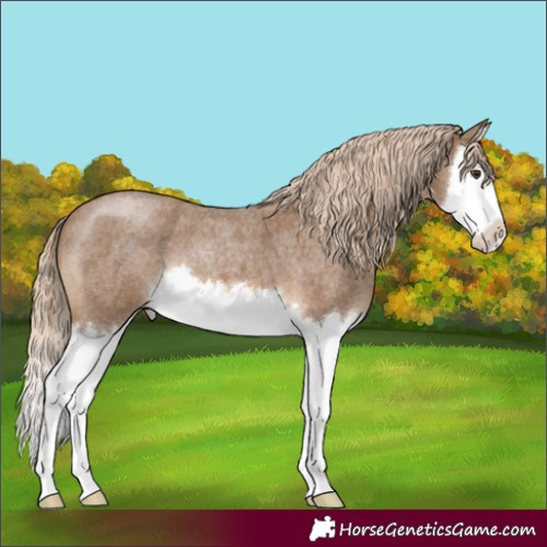 Horse Color:Chocolate Palomino Roan Splash 