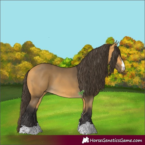 Horse Color:Buckskin 