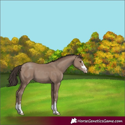 Horse Color:Classic Champagne 