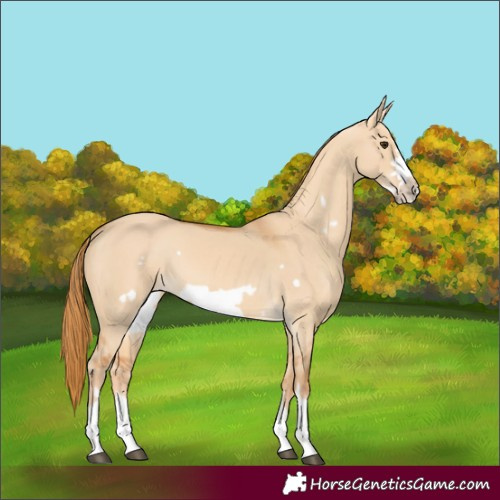 Horse Color:Red Dun Frame 
