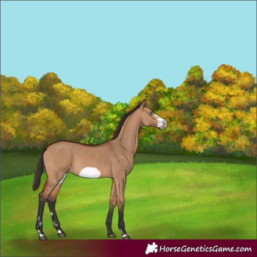 Horse Color:Bay Dun Frame Rabicano 