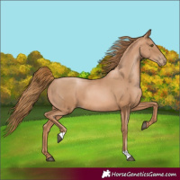 Horse Color:Chestnut Pearl Rabicano 
