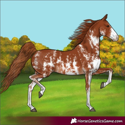 Horse Color:Chestnut Sabino Rabicano