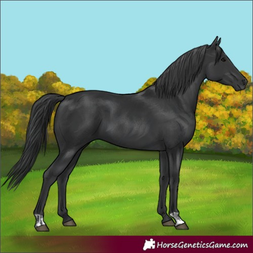 Horse Color:Black  and Black 