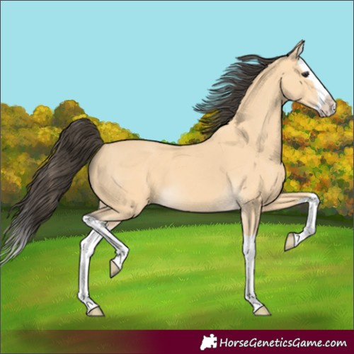 Horse Color:Unknown 