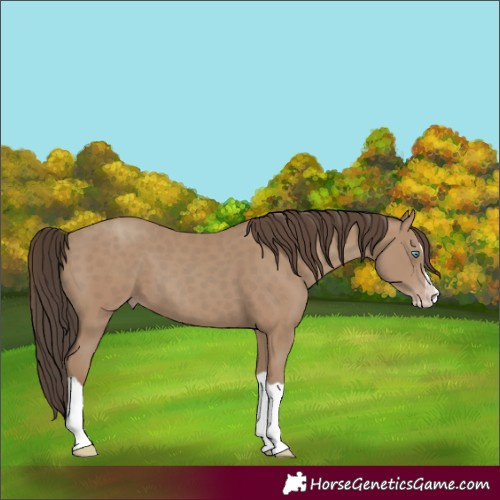 Horse Color:Classic Champagne Splash 