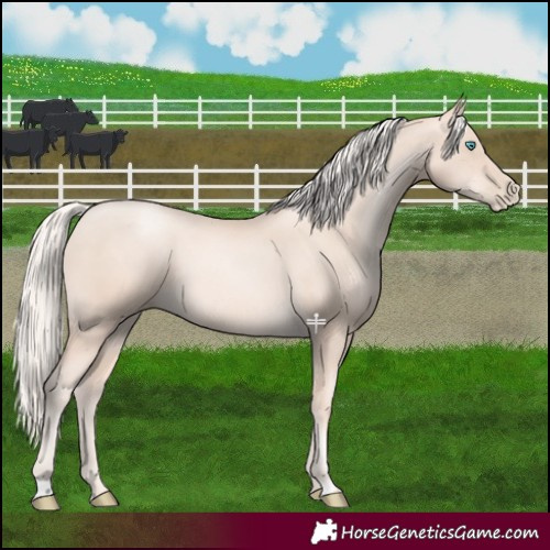 Horse Color:Gold Cream Champagne Pearl