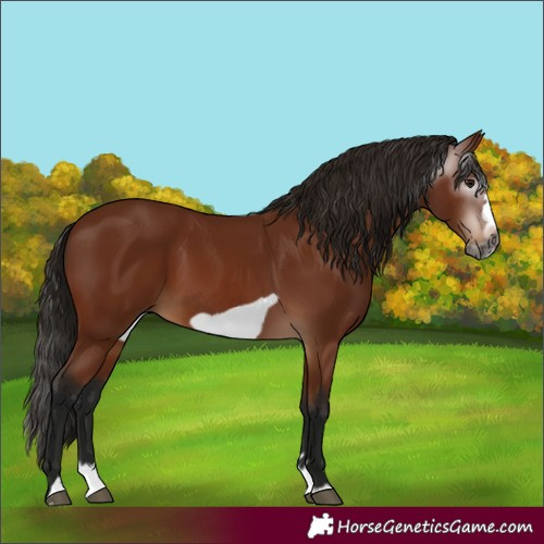 Horse Color:Gray Bay Splash Frame 