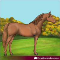 Horse Color:Chestnut 