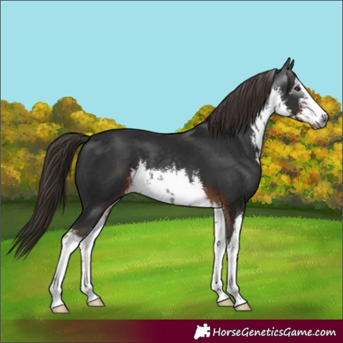 Horse Color:Gray White Spotted Liver Chestnut