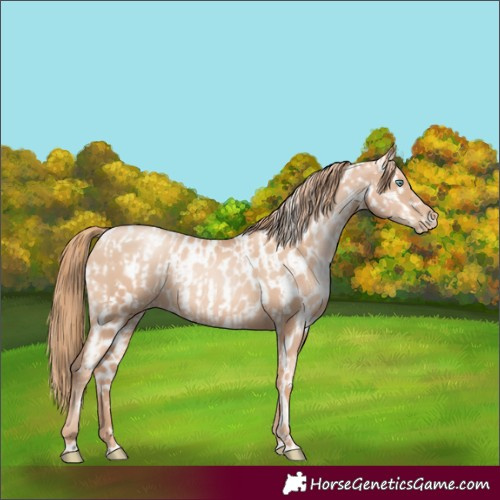 Horse Color:Gold Champagne Pearl Rabicano and Gold Champagne Pearl Appaloosa Rabicano
