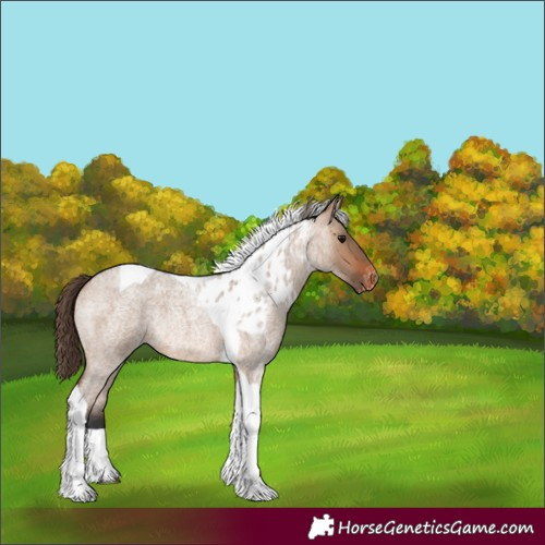 Horse Color:Bay Roan Dun Tobiano Skewed Appaloosa Rabicano 