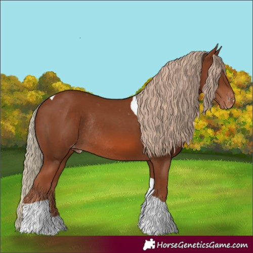 Horse Color:Chestnut Tobiano Skewed Appaloosa Rabicano 