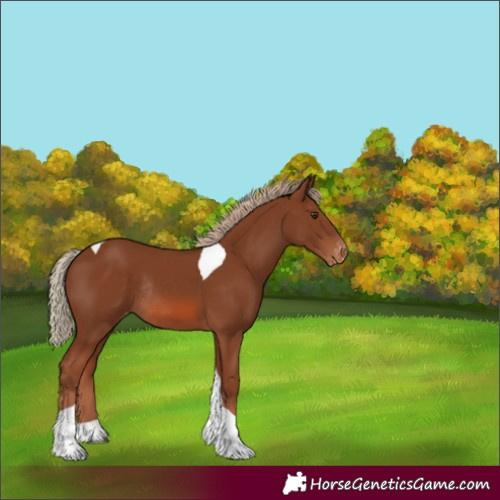 Horse Color:Chestnut Tobiano Skewed Appaloosa Rabicano 