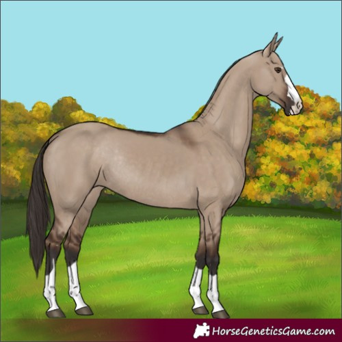 Horse Color:Liver Red Dun Rabicano