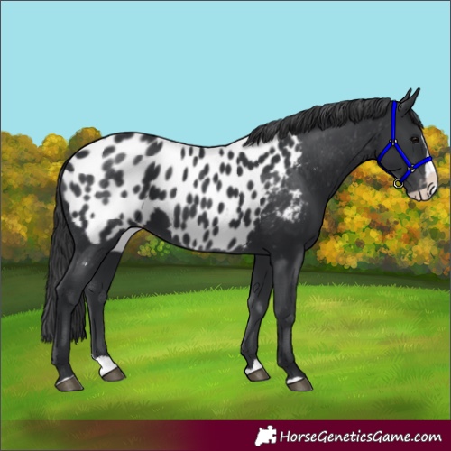 Horse Color:Black Splash Appaloosa 