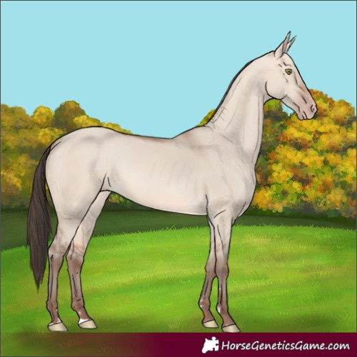 Horse Color:Amber Champagne Dun 