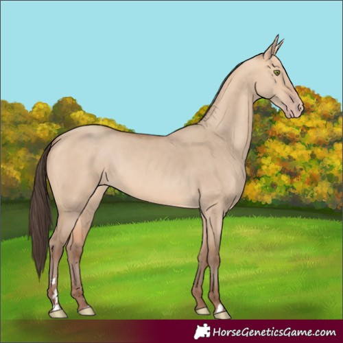 Horse Color:Amber Champagne Dun