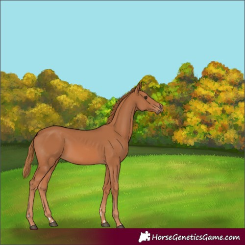 Horse Color:Chestnut 