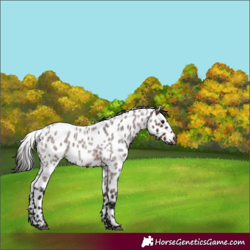 Horse Color:Gray Bay Roan Appaloosa