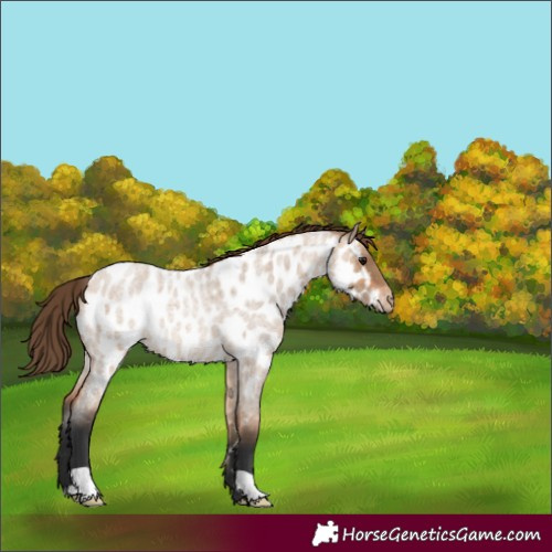 Horse Color:Bay Roan Dun Appaloosa 