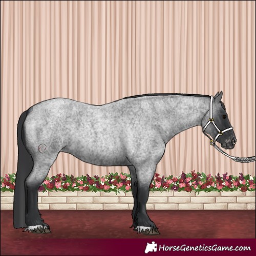 Horse Color:Blue Roan Appaloosa 