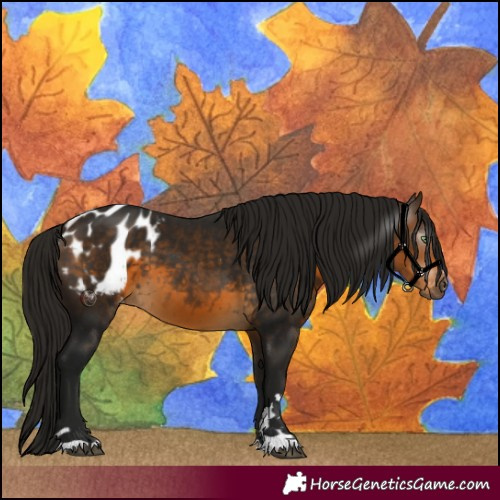 Horse Color:Gray Buckskin Appaloosa