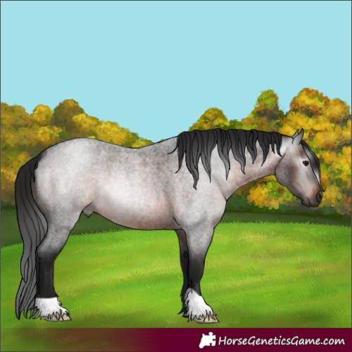 Horse Color:Gray Bay Roan 