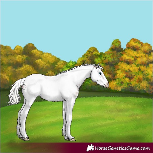 Horse Color:Silver Brown Roan Splash Tobiano Frame Appaloosa 
